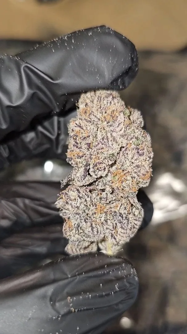 DOUBLE CHOCOLATE  |  FIRST CUT EXOTICS